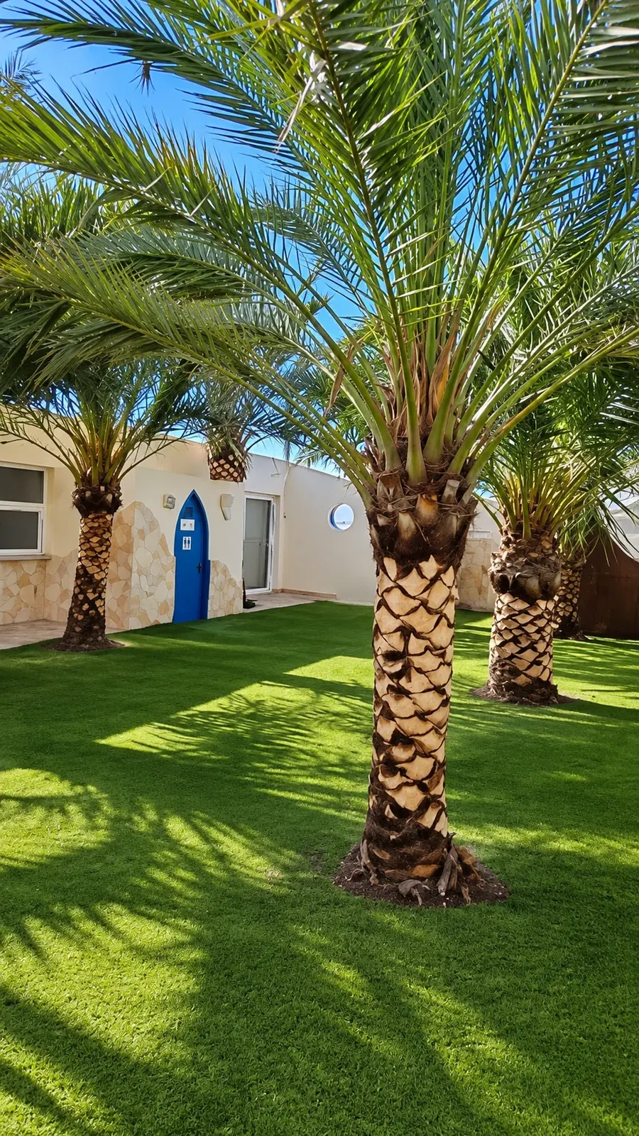 Palmeras con el tronco afeitado y el dibujo en rombos a la vista