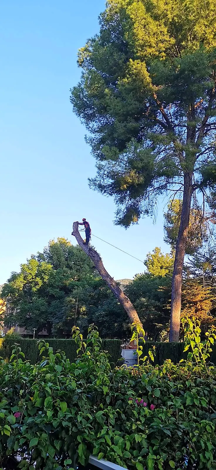 Trabajador en la copa de un pino junto a una palmera