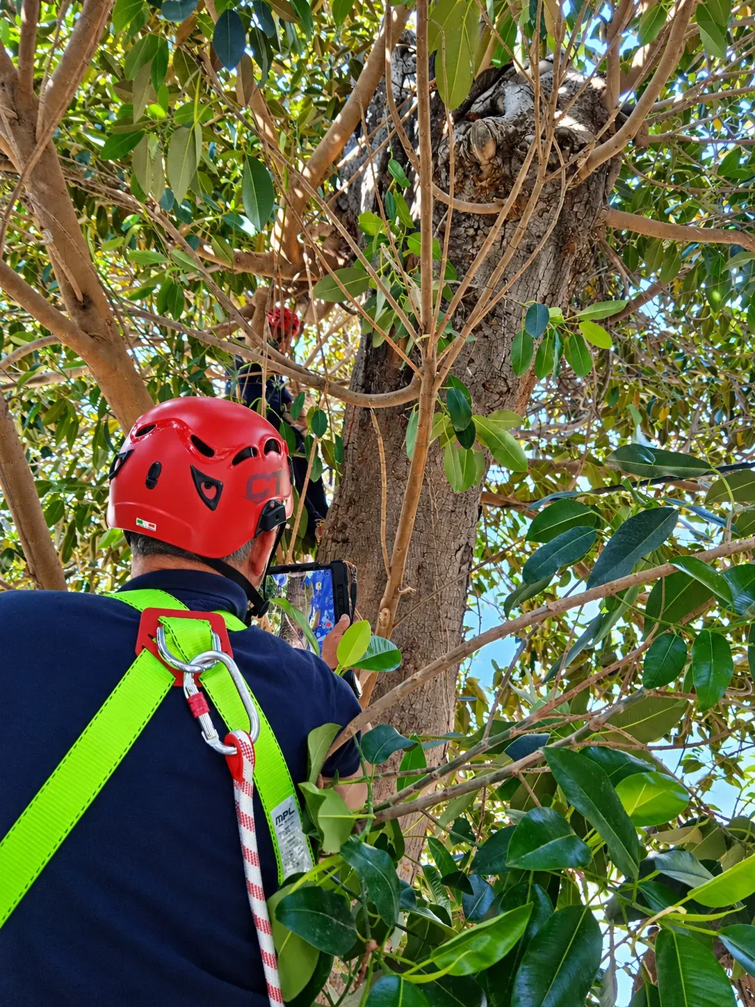 Técnicos inspeccionando la copa de un árbol para un informe de diagnóstico