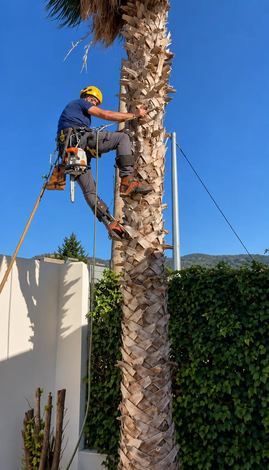 Trabajador subido a una palmera limpiando el estípite