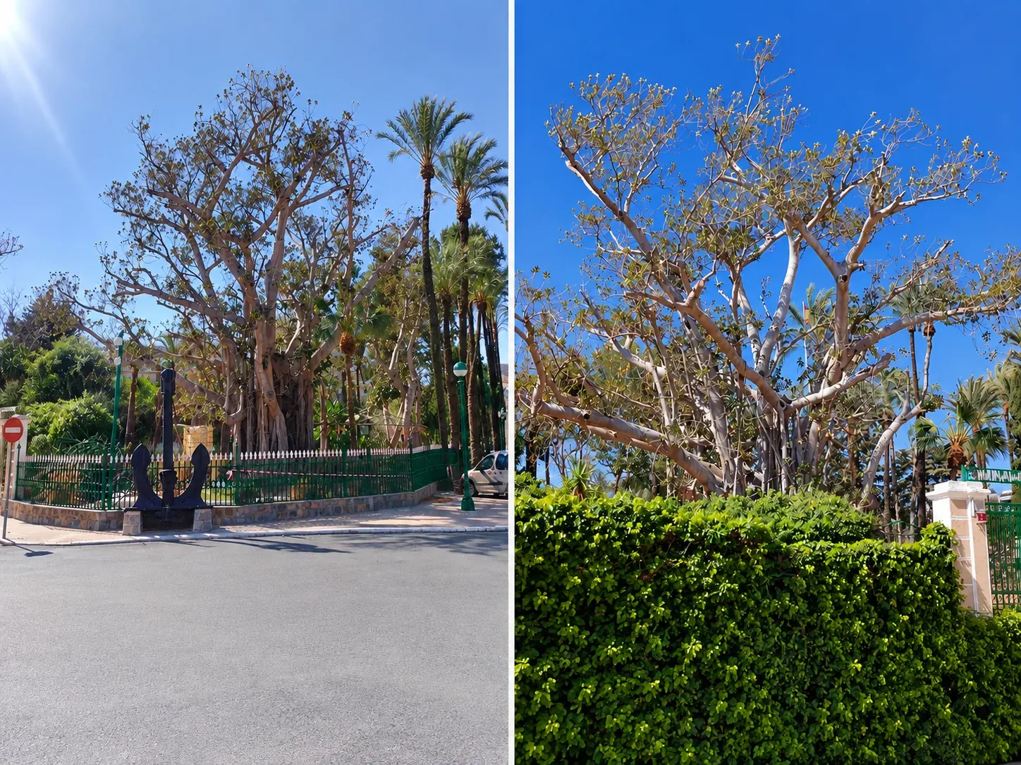 Ficus grande antes y después de una poda de transformación