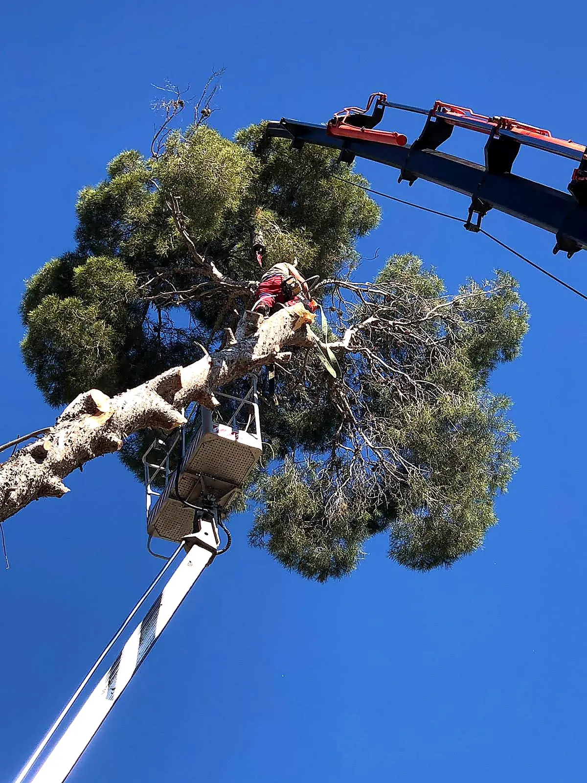 Poda de un pino de gran tamaño con plataforma elevadora