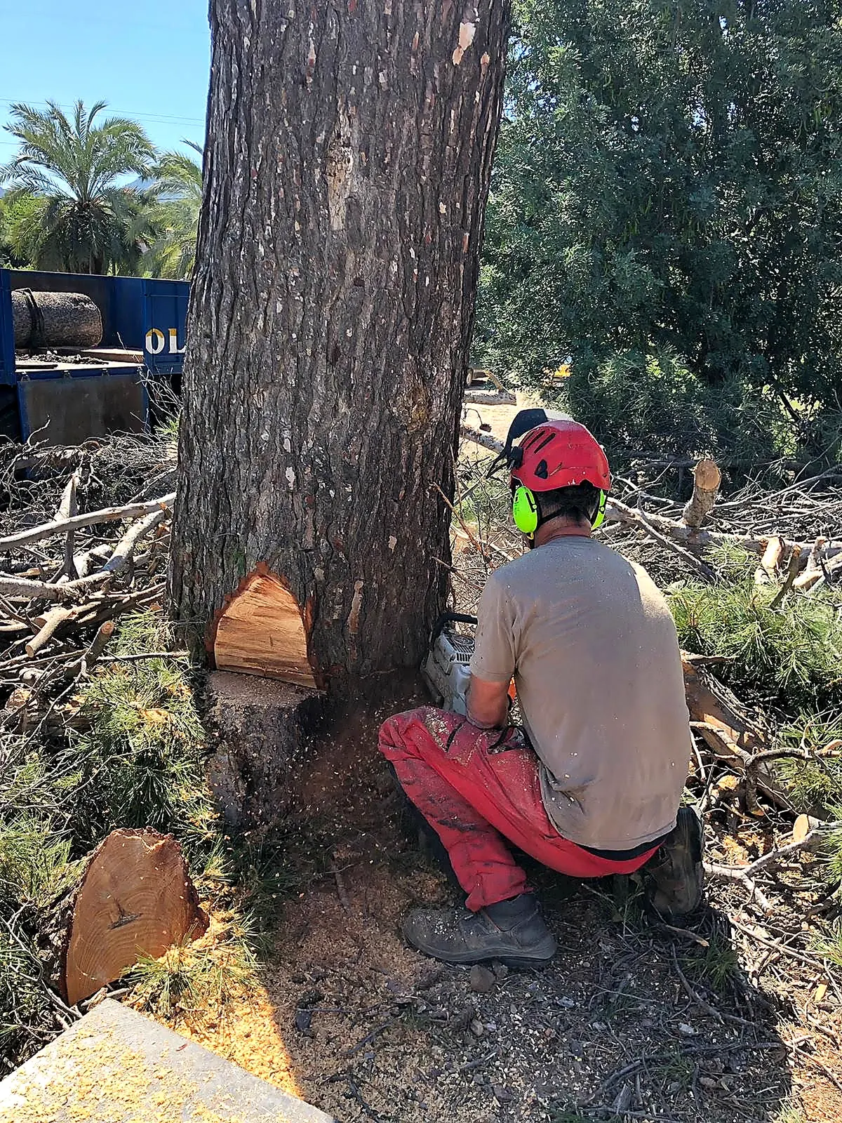 Trabajador trozando la base de un tronco talado