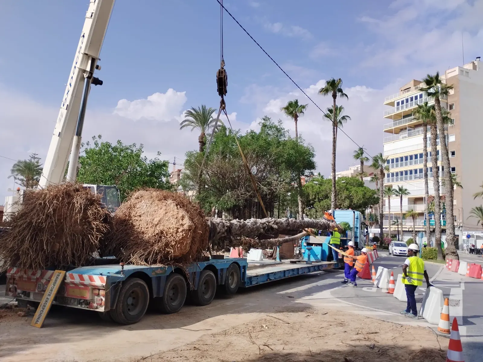 Traslado de una palmera de gran tamaño con cepellón, cargada en camión con grúa