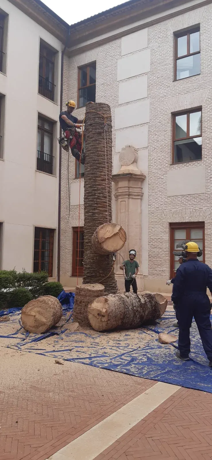 Trozado del estípite de una palmera en el patio de un edificio