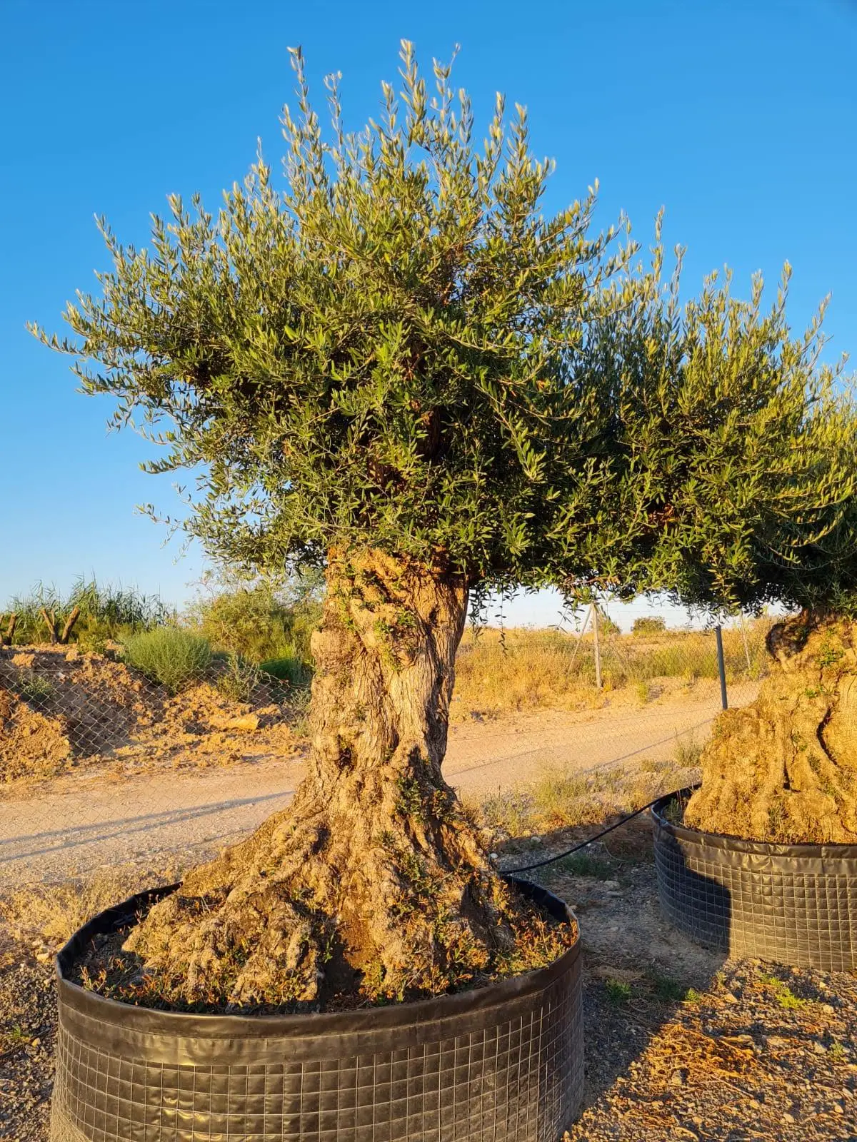 Olivo centenario en maceta de vivero, listo para la venta