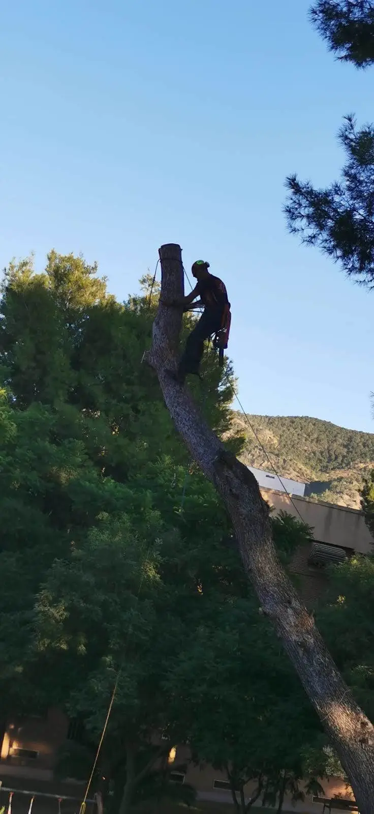 Víctor Arce Vicente, en silueta, trabajando atado en lo alto de un pino durante un apeo dirigido