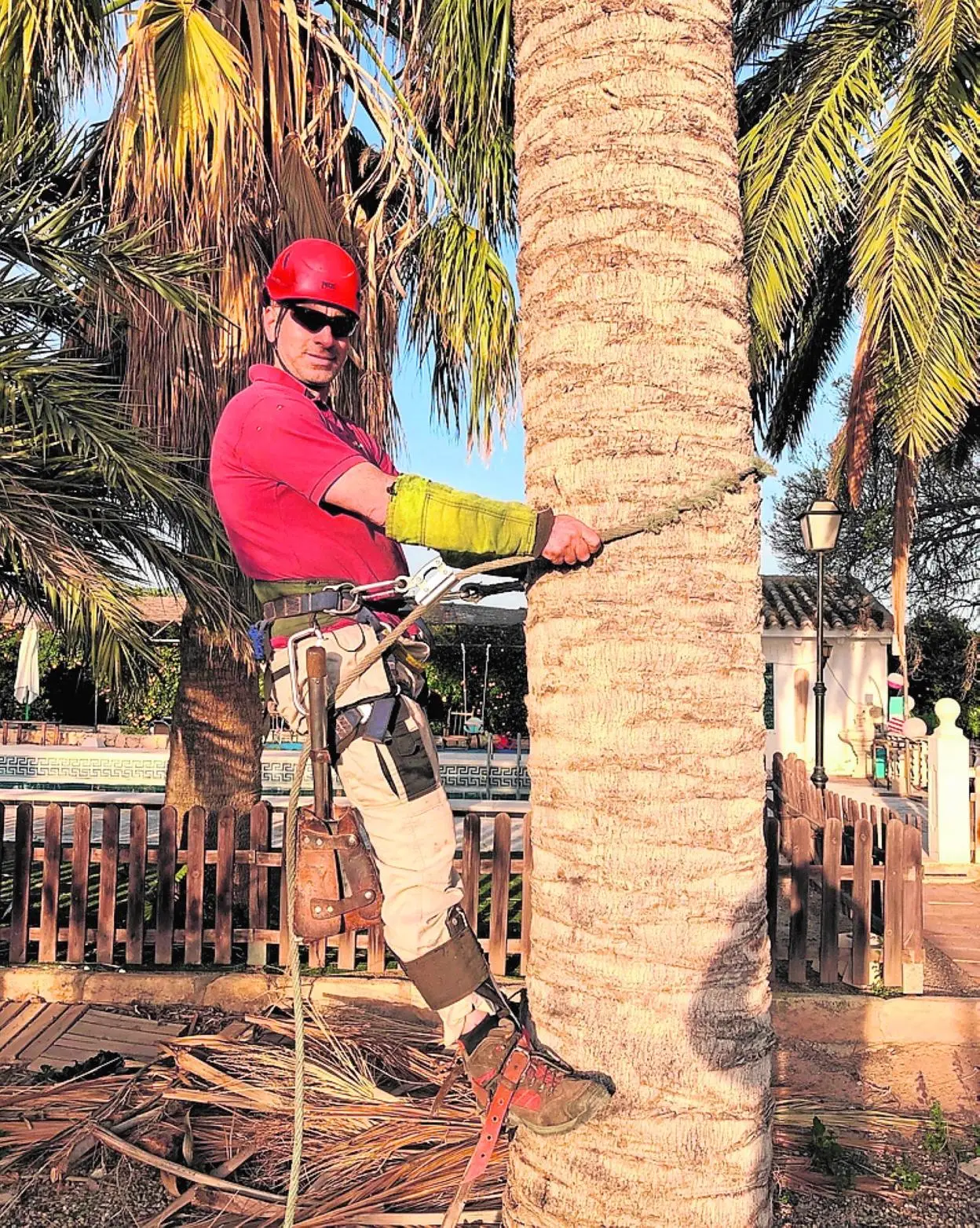 Víctor Arce Vicente subido y asegurado al tronco de una palmera, con casco, gafas de protección y equipo de trepa